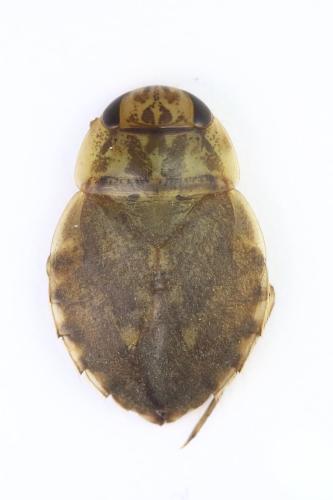 Naucoris maculatus